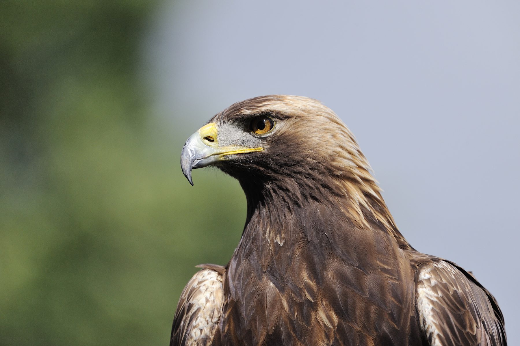 Golden Eagle Festival, Altai
