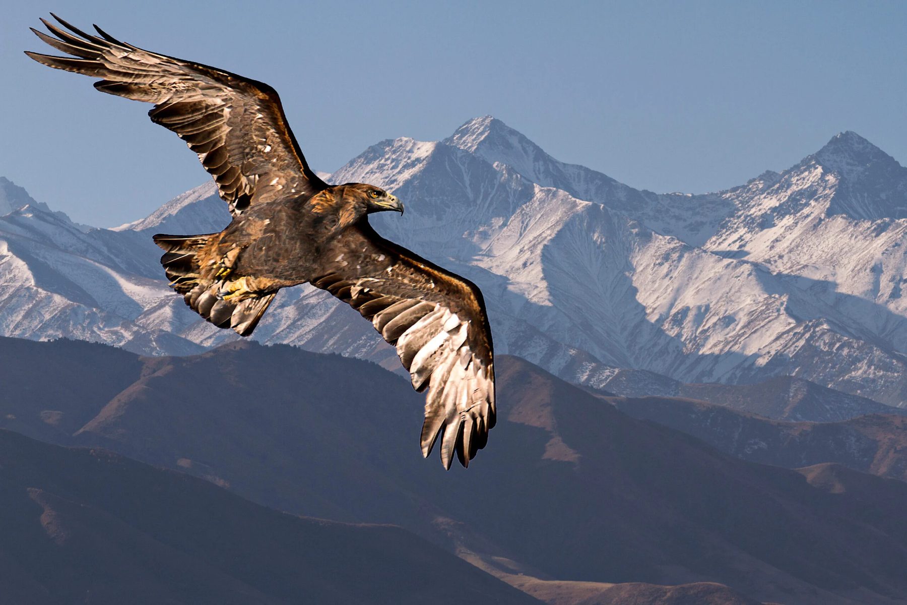 The Altai Mountains and Eagle Hunters