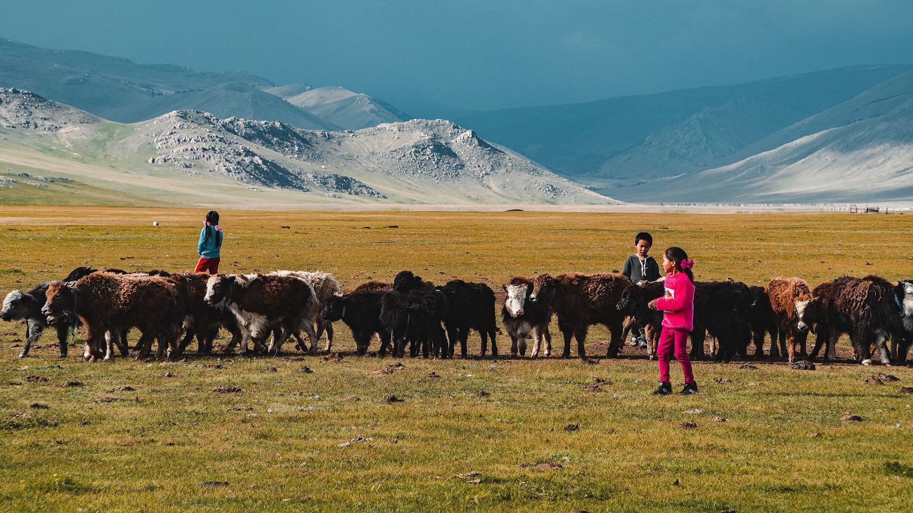 A young herder with her family's animals on the steppe