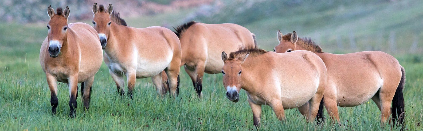 Khustai wild horses, private day