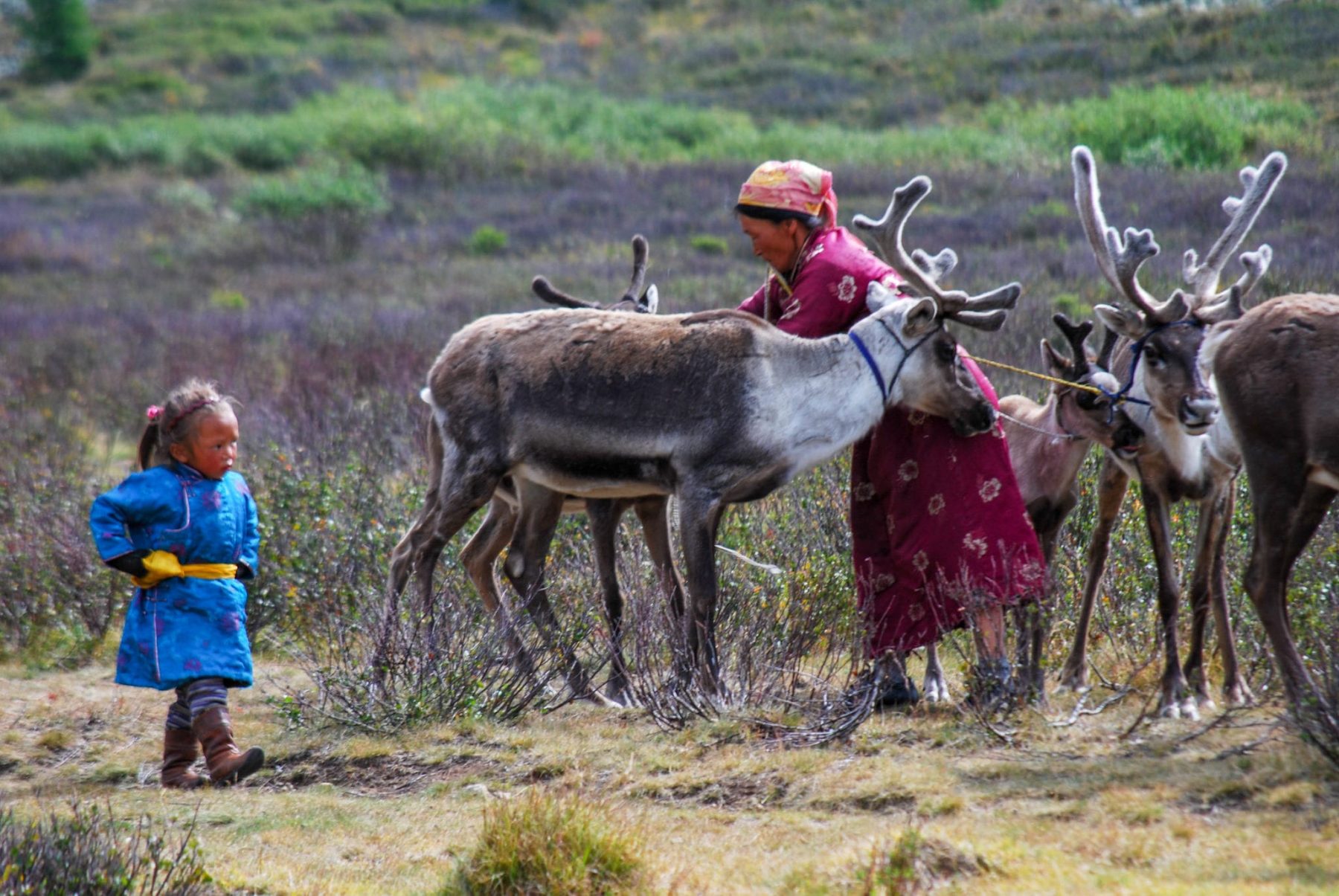 A reindeer herding family in the northern taiga