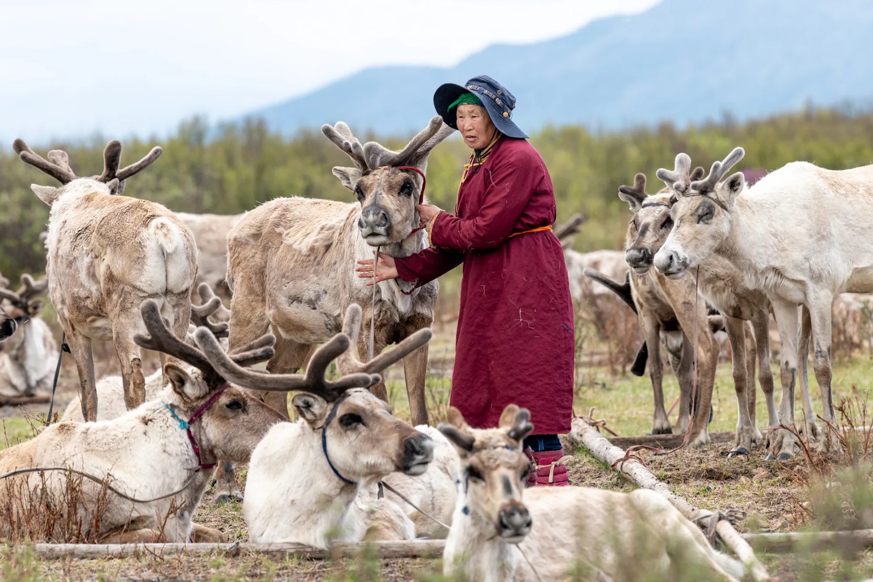 Reindeer herder in the taiga